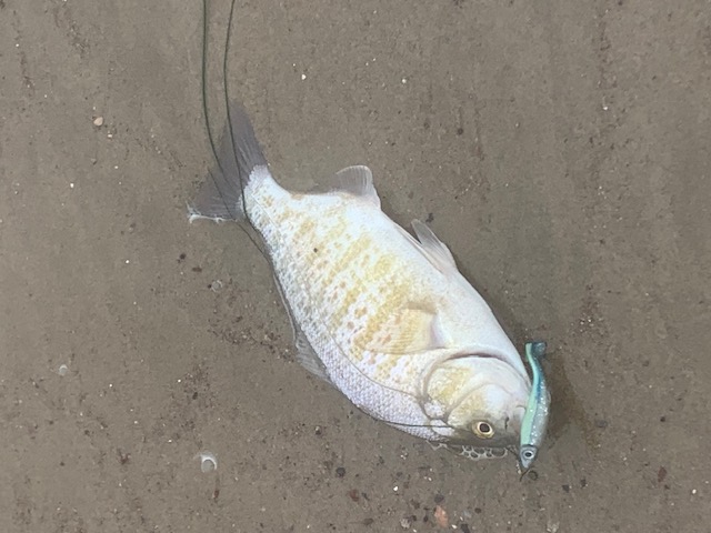 Fish on sand 